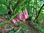 48 Lilium martagon (Giglio martagone) rientrando al Passo di Crosnello
